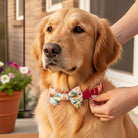 A golden retriever wearing a floral bow tie is being adjusted by a person's hand.