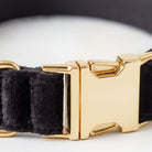 A close-up view of a black velvet dog collar with a gold buckle.