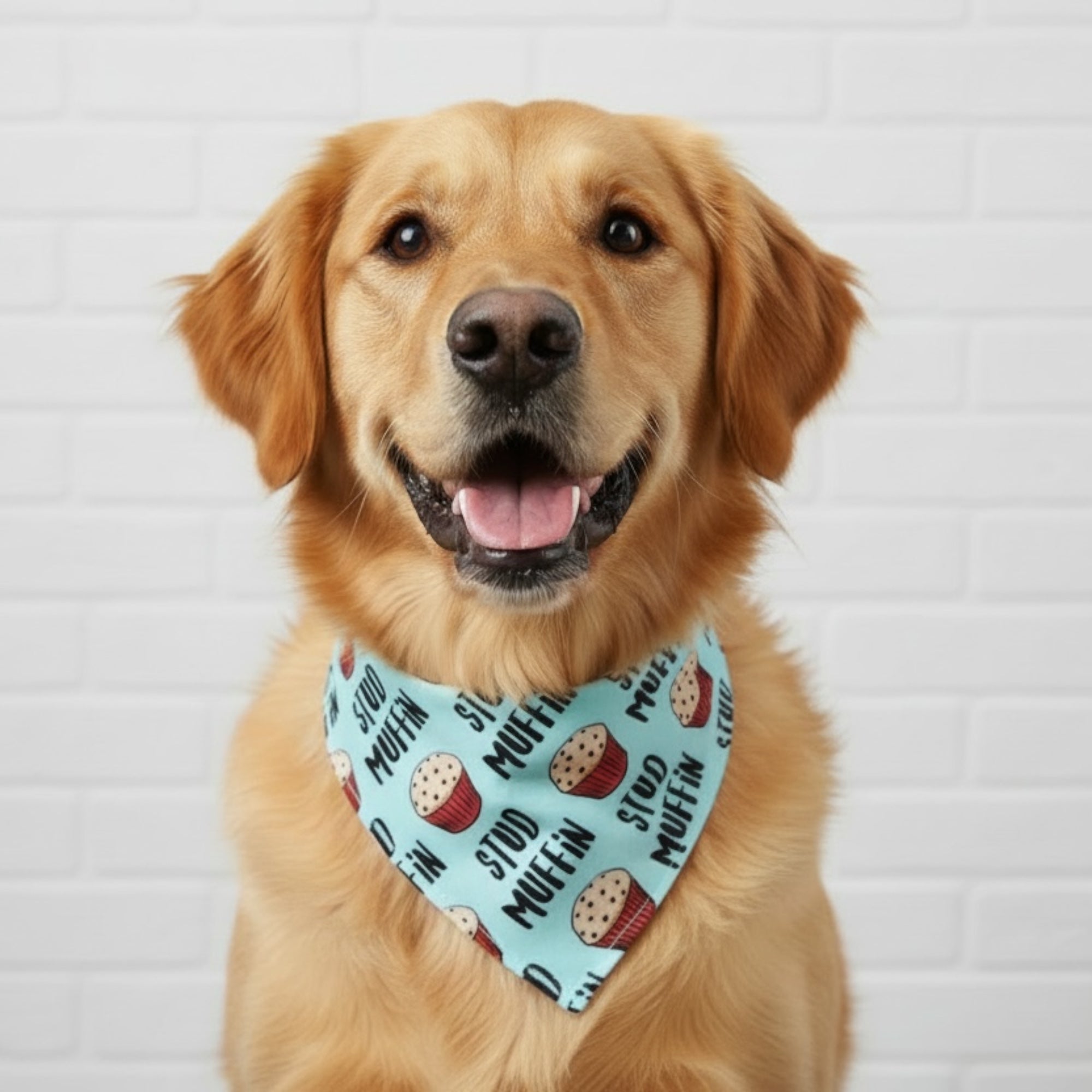A cute dog wearing a blue Stud Muffin handmade bandana, perfect for dog birthdays or funny pet photo shoots.