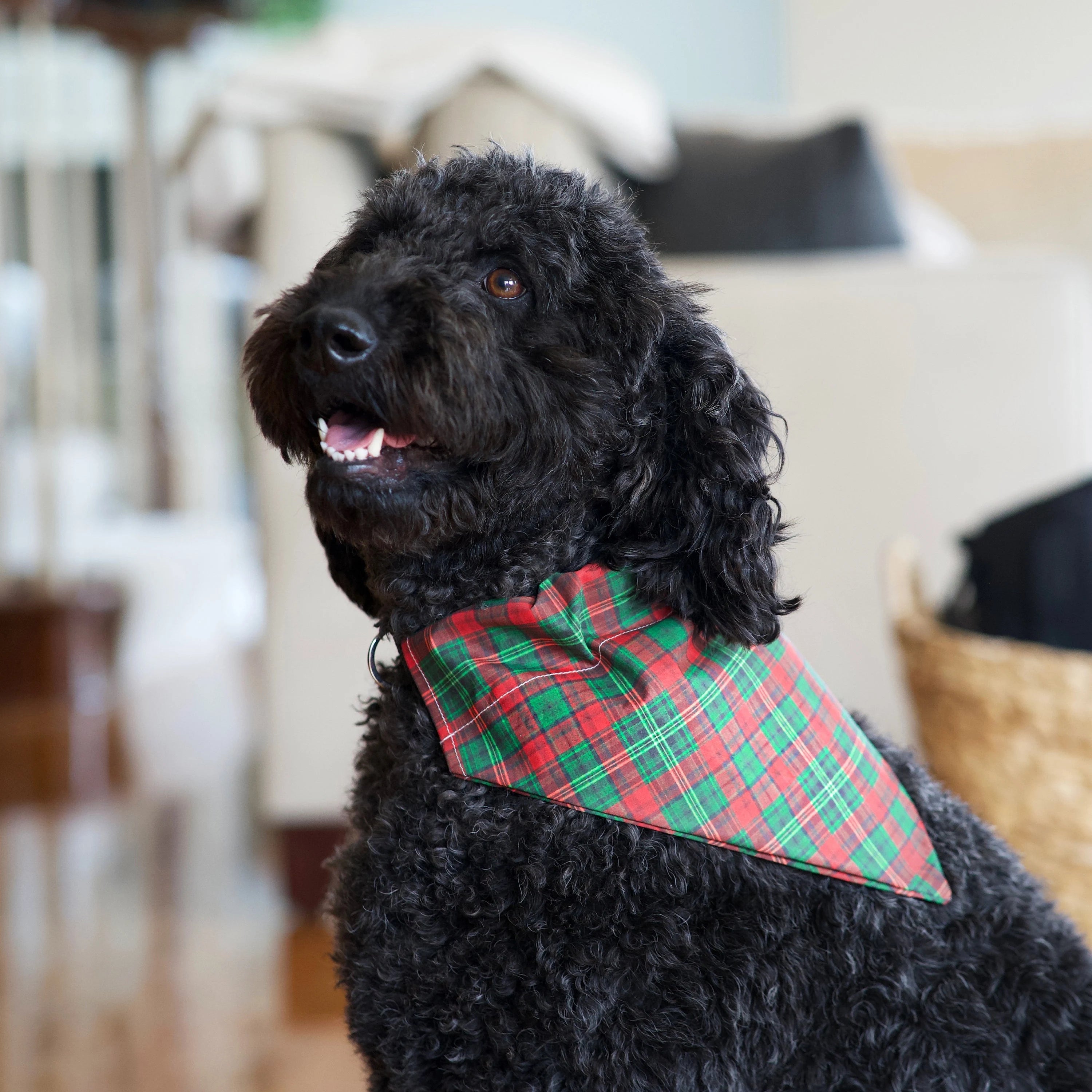 a black dog wearing a red and green bow tie