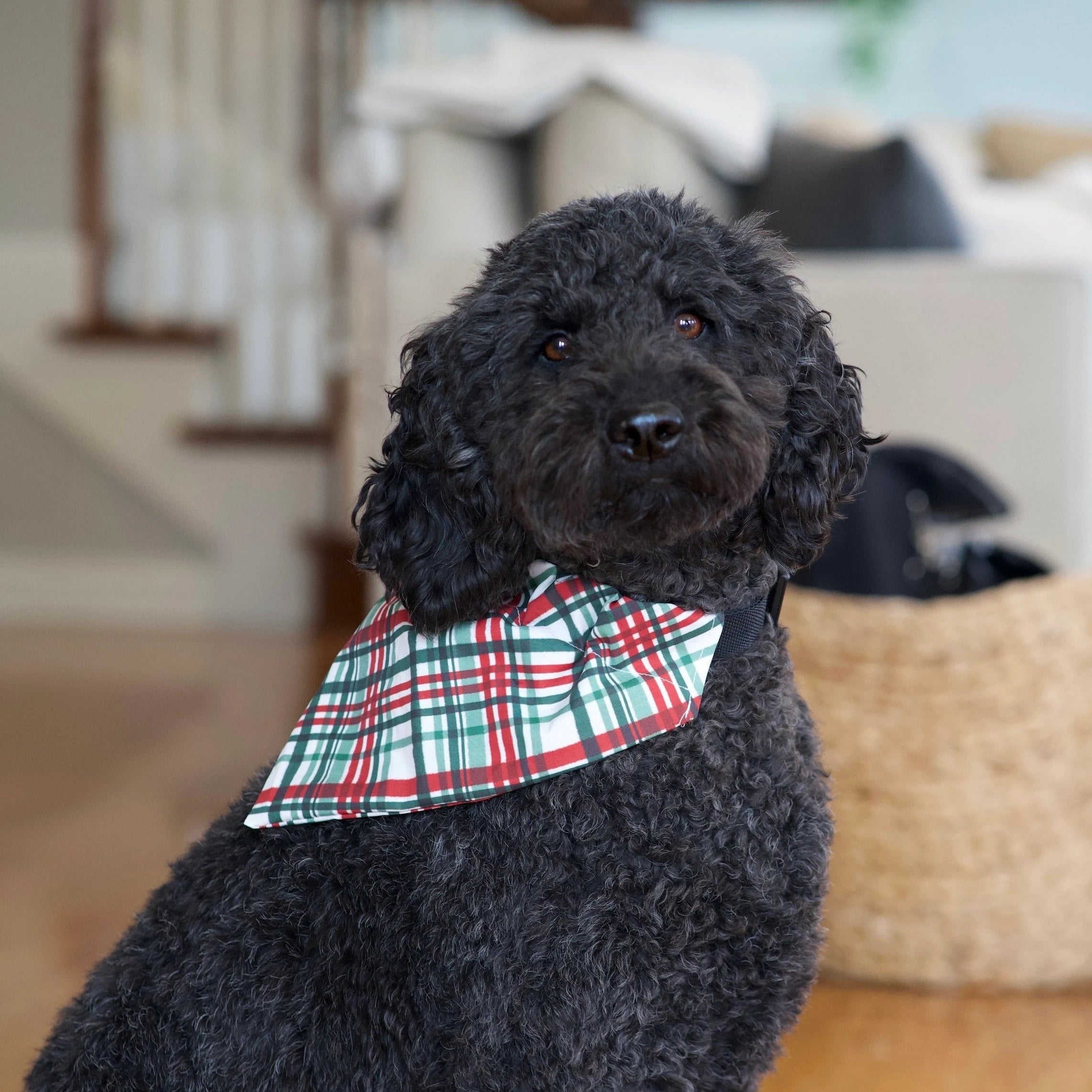 a black dog with a red and green bow tie