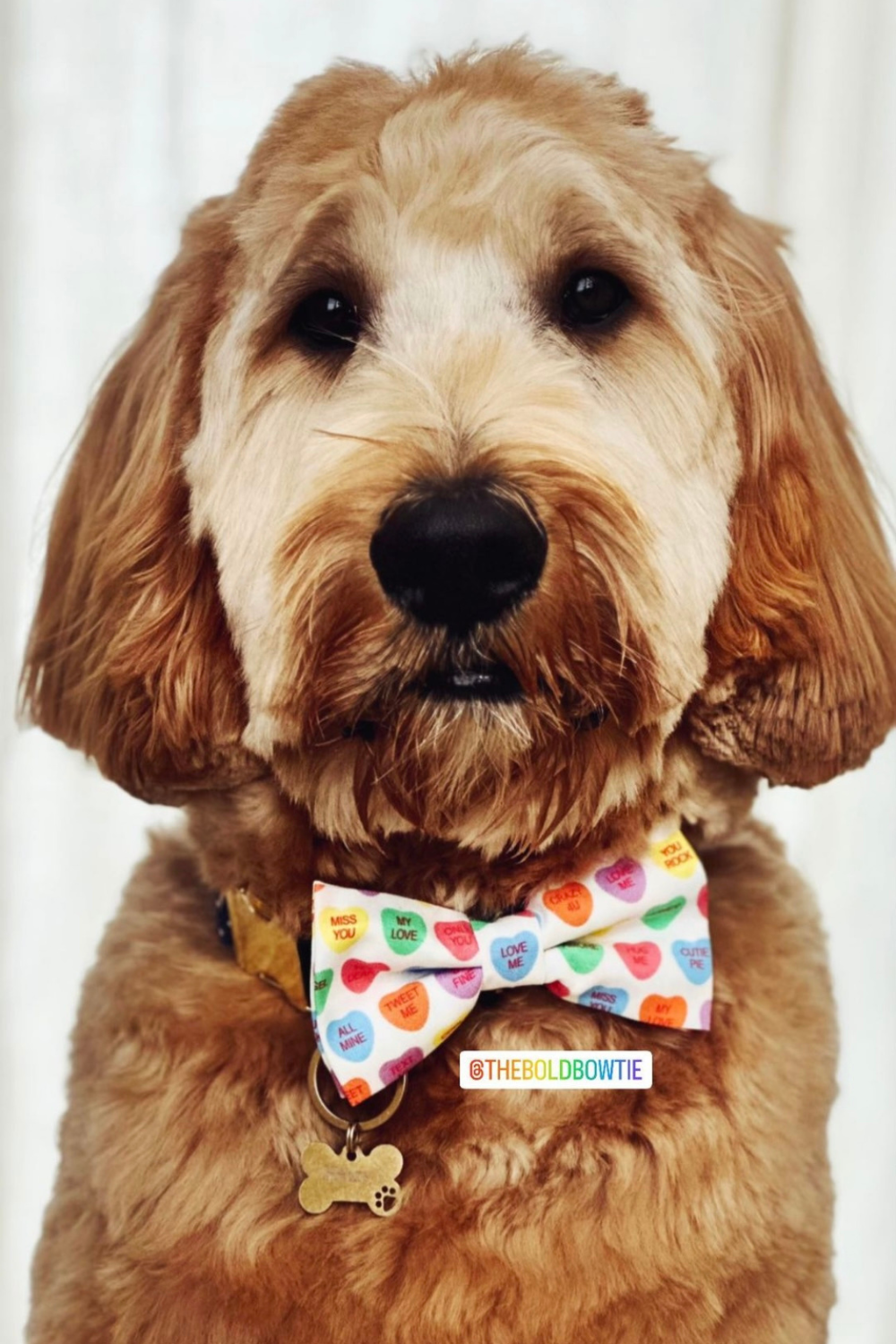 Convo Hearts Bow Tie for Dog and Cat Collar