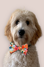 Load image into Gallery viewer, Classic Rifle Paper Co Bow Tie for Dog and Cat Collar
