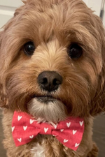 Load image into Gallery viewer, Red Hearts Bow Tie for Dog and Cat Collar
