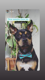 Load image into Gallery viewer, Flamingo Bow Tie for Dog and Cat Collar
